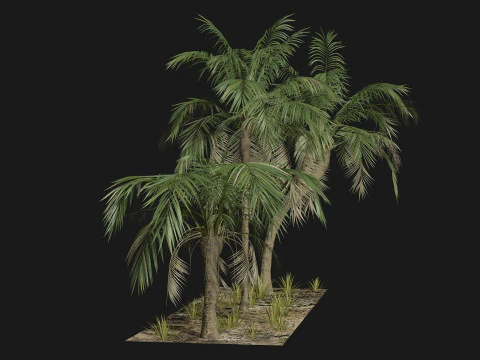 Tropical Palm 3 trees 3D Model