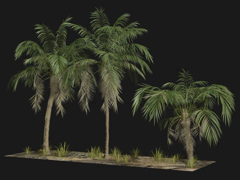 Tropical Palm 3 trees 3D Model
