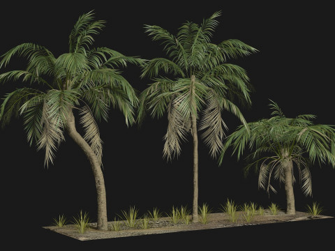 Tropical Palm 3 trees 3D मॉडल