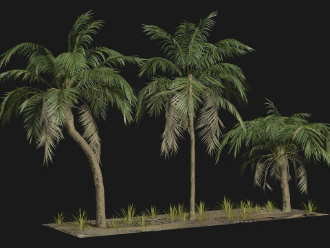 Tropical Palm 3 trees 3D Model