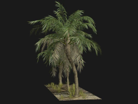 Tropical Palm 3 trees 3D Model