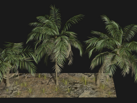 Tropical Palm 3 trees 3D मॉडल