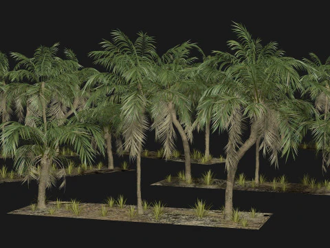 Tropical Palm 3 trees 3D Model