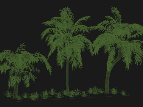 Tropical Palm 3 trees 3D Model