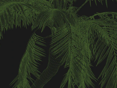Tropical Palm 3 trees 3D Model