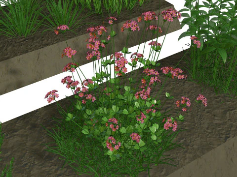 Herbage reeds and grass R2 3D Model