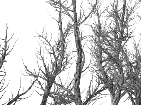 Root 5 trees low-poly R2 Modèle 3D