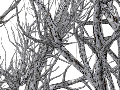 Root 5 trees low-poly R2 Modèle 3D