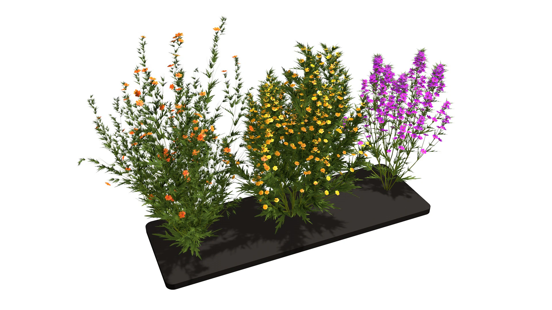 Drie wilde bloemen 3D Model .c4d .max .obj .3ds .fbx .stl .blend 