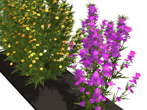 Three wild flowers 3Dモデル