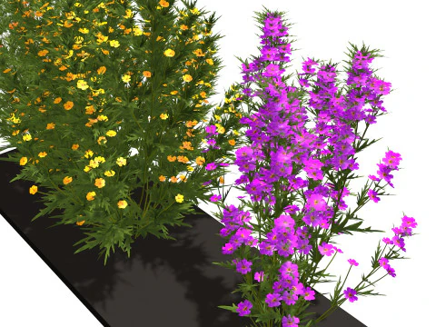 Drie wilde bloemen 3D Model