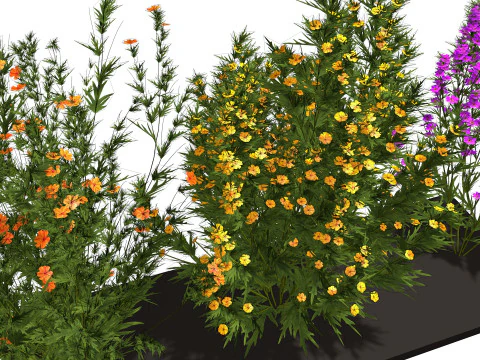 Drie wilde bloemen 3D Model