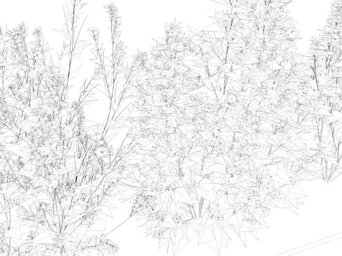 Drie wilde bloemen 3D Model