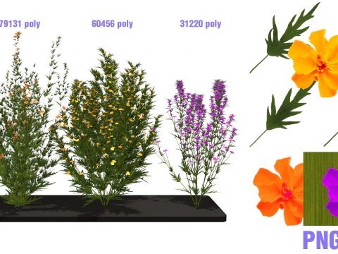 Drie wilde bloemen 3D Model