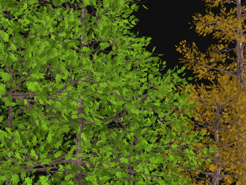 Five low poly trees Three seasons Low-poly 3D Model