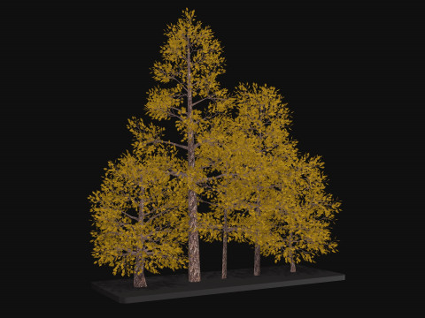 Five low poly trees Three seasons Low-poly Model 3D