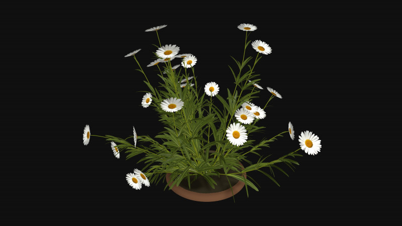 Camomile field grass chamomile garden R3 3D Модель .c4d .max .obj .3ds .fbx .stl .blend