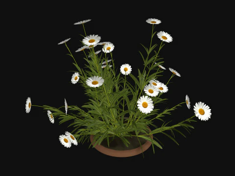 Camomile field grass chamomile garden R3 3D Model
