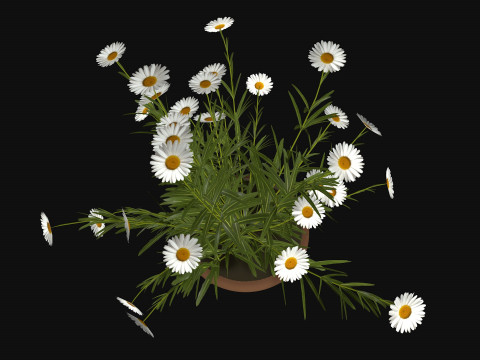 Camomile field grass chamomile garden R3 3D Модель