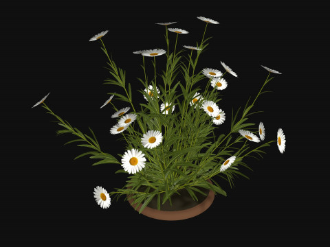 Camomile field grass chamomile garden R3 3D Модель