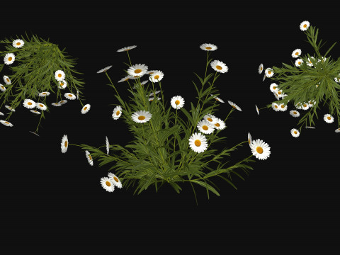 Camomile field grass chamomile garden R3 3D Модель