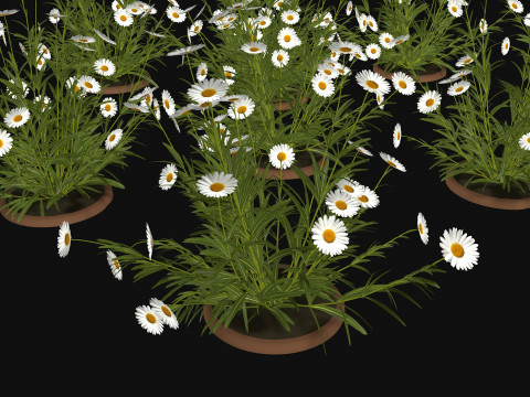 Camomile field grass chamomile garden R3 3D Модель