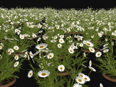 Camomile field grass chamomile garden R3 3D Модель