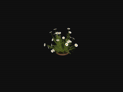 Camomile field grass chamomile garden R3 3D Модель