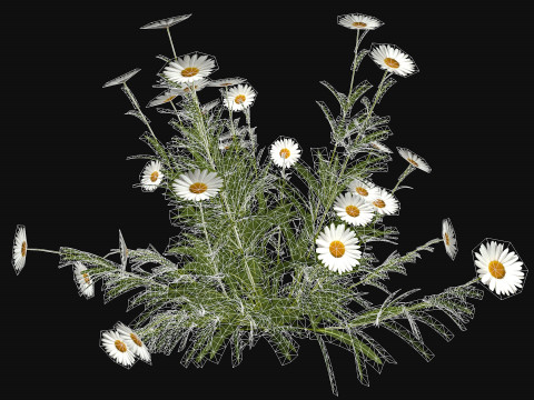Camomile field grass chamomile garden R3 3D Модель