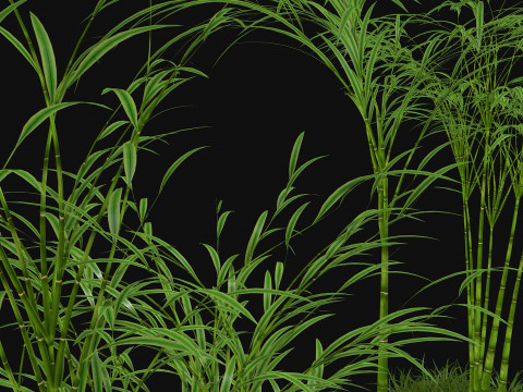 Three bamboos 3D Model