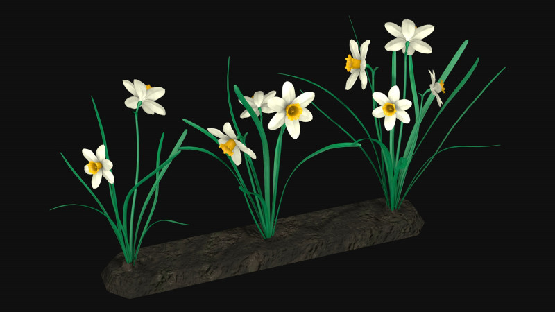 Narcissists narcissus 3D 모델 .c4d .max .obj .3ds .fbx .stl .blend 