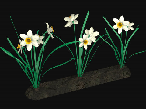 Narcissists narcissus 3D 모델