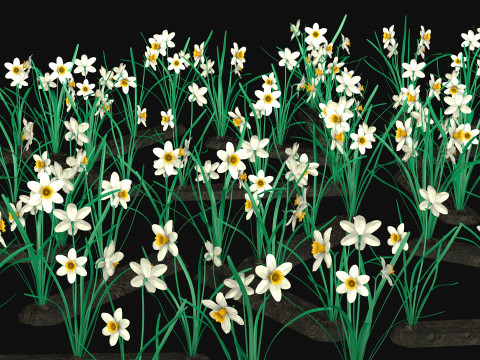 Narcissists narcissus 3D 모델