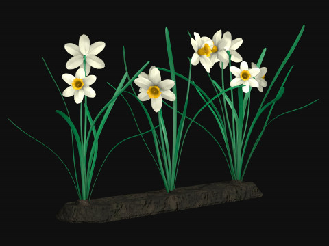 Narcissists narcissus 3D 모델