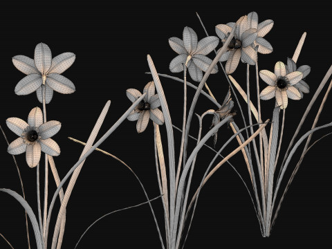 Narcissists narcissus 3D 모델