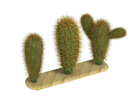 Cacti cactus peyote succulent 3D 模型