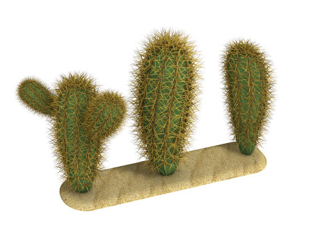 Cacti cactus peyote succulent Modelo 3D