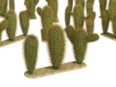 Cacti cactus peyote succulent Modelo 3D