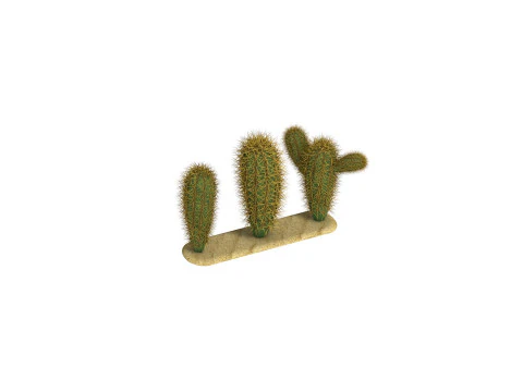 Cacti cactus peyote succulent 3D Model