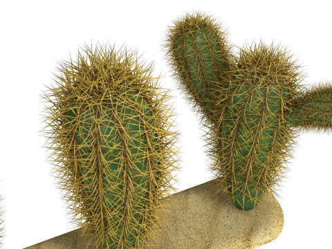 Cacti cactus peyote succulent Modelo 3D