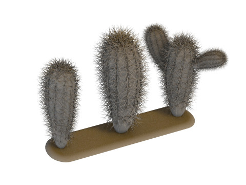 Cacti cactus peyote succulent Modelo 3D