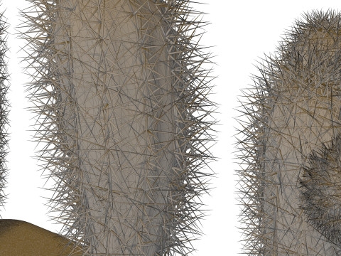Cacti cactus peyote succulent Modelo 3D