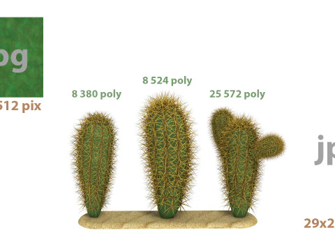 Cacti cactus peyote succulent 3D Model