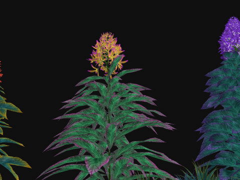 Flowers Paniculata hybrid Model 3D