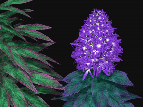 Flowers Paniculata hybrid Model 3D