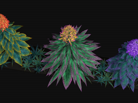 Flowers Paniculata hybrid Model 3D