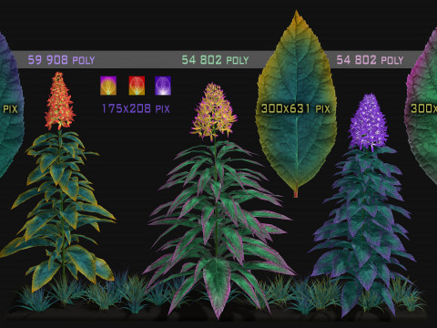 Flowers Paniculata hybrid Model 3D