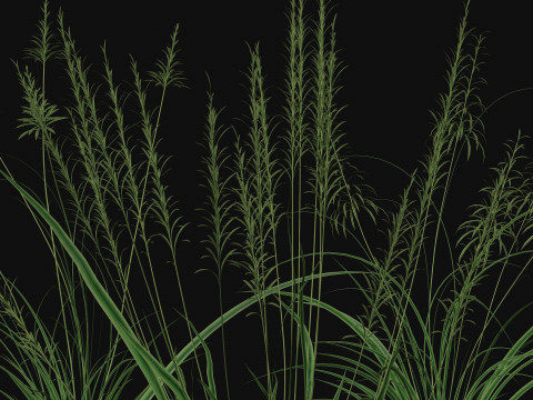 Weed grass Low-poly 3D 模型