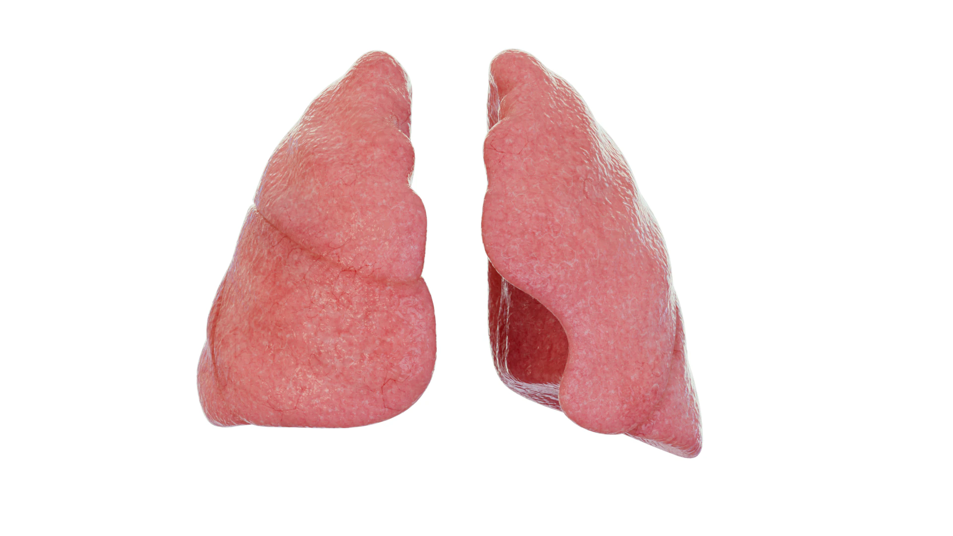 Healthy Lungs 3D Model .c4d .max .obj .3ds .fbx .stl .blend 