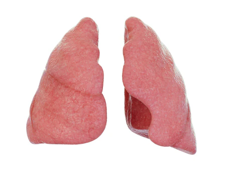 健康な肺 3Dモデル